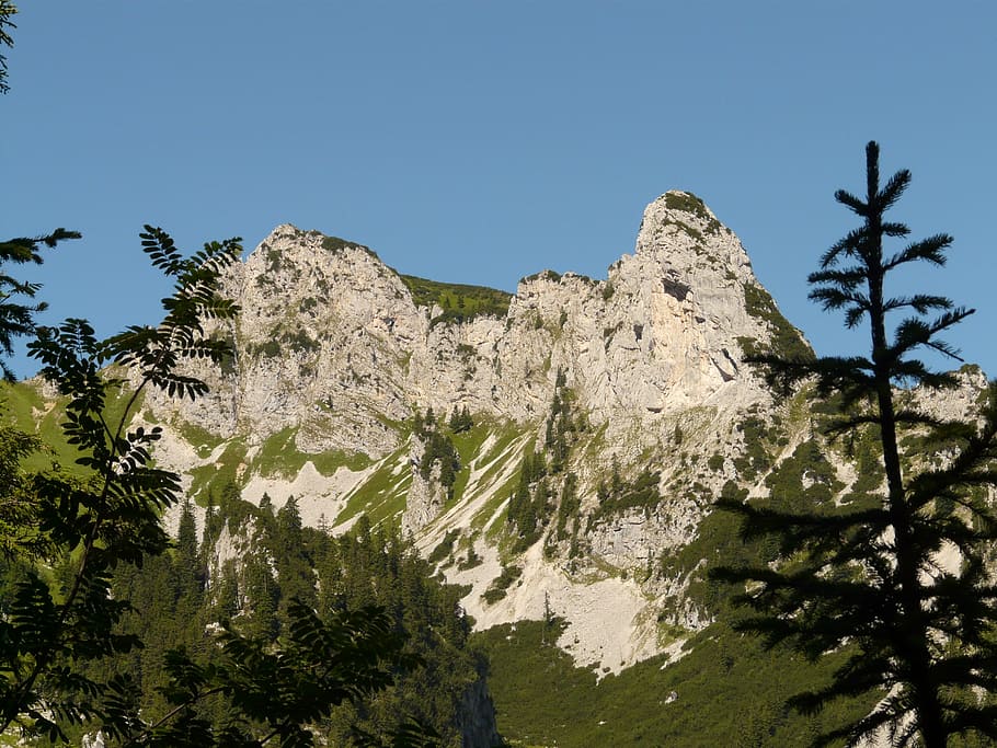 sebenspitze, mountain, alpine, tannheim, hike, rock, plant
