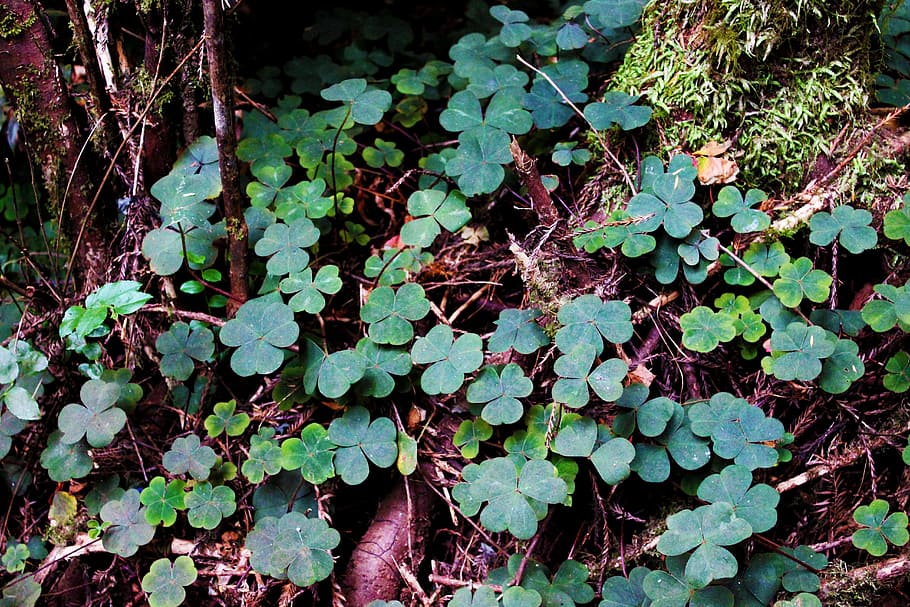 nature, green, clover, leaf, plant, luck, shamrock, foliage HD wallpaper