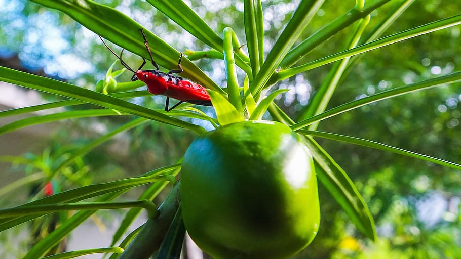 Beetle, Insect, red, nature, green Color, food, leaf, plant HD wallpaper