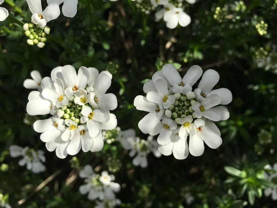 candytuft, white, stone garden, perennials, semi shrub, evergreen candytuft, HD wallpaper