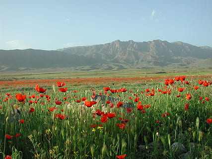 orange flower meadow under blue sky during daytime, poppy, mountains HD wallpaper