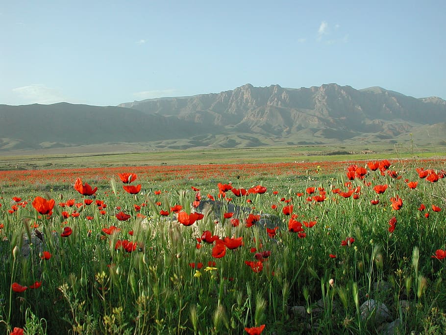 orange flower meadow under blue sky during daytime, poppy, mountains HD wallpaper