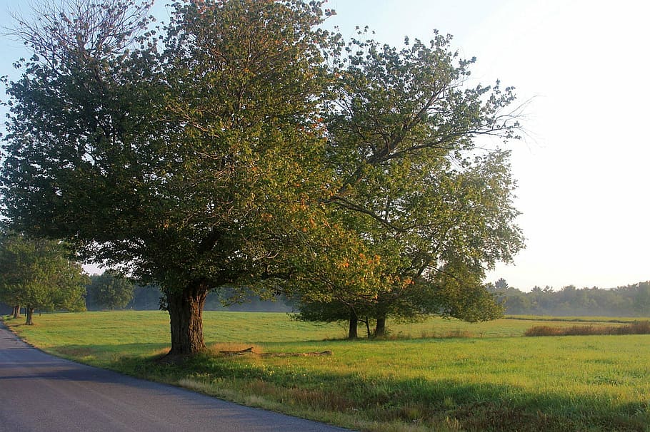landscape, nature, road, tree, grass, woods, plant, field, green color HD wallpaper