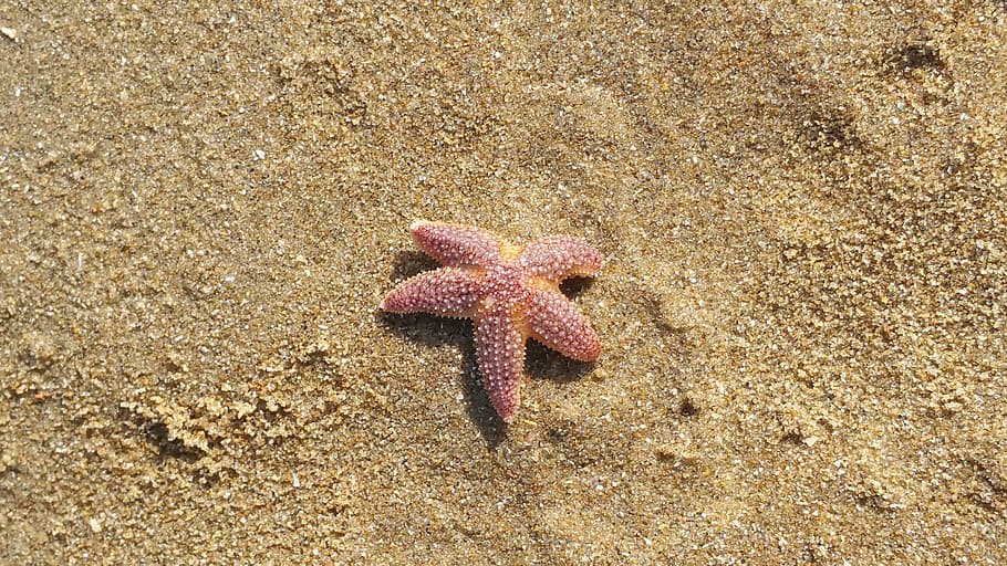 Starfish, Katwijk, Holland, beach, sand, sea life, nature, one animal HD wallpaper
