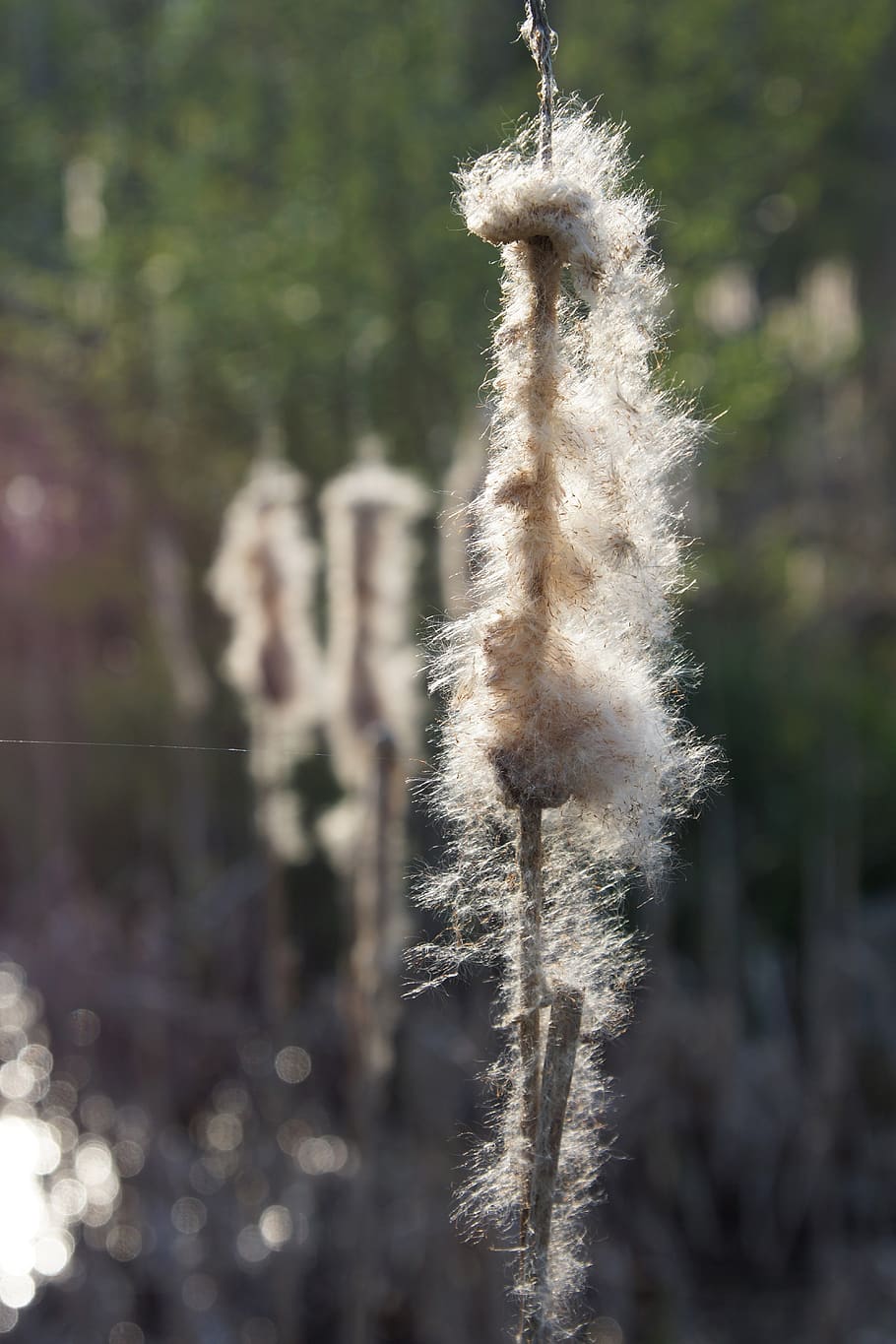 nature, fluffy, plant, focus on foreground, no people, close-up HD wallpaper