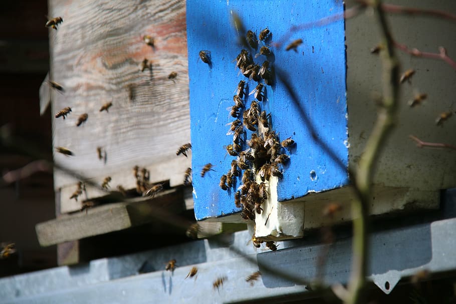 bees, essain, honey, foragers, honey bee, metal, no people HD wallpaper