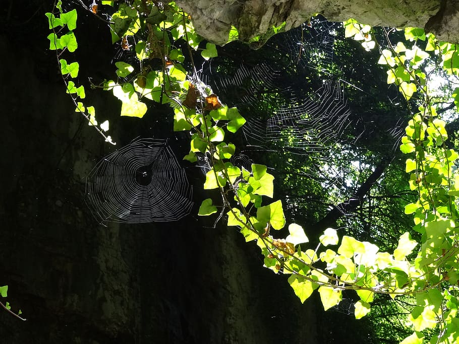 spider webs, ivy, rock, cobweb, nature, plant, tree, growth HD wallpaper
