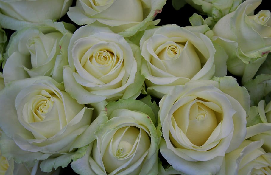 white roses, market, shooting club, full frame, flower, rose - flower, HD wallpaper