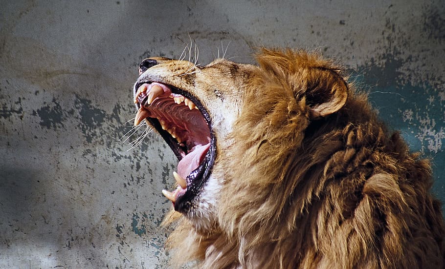 wildlife photography of lion howling, roar, tooth, predator, fangs