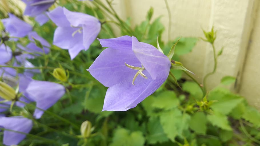 blue bell, watch, summer, flowers, summer flowers, blue bells HD wallpaper