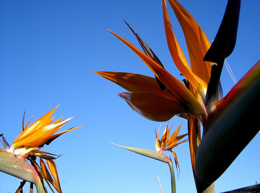 bird-of-paradise, flower, south africa, strelitzia, crane flower