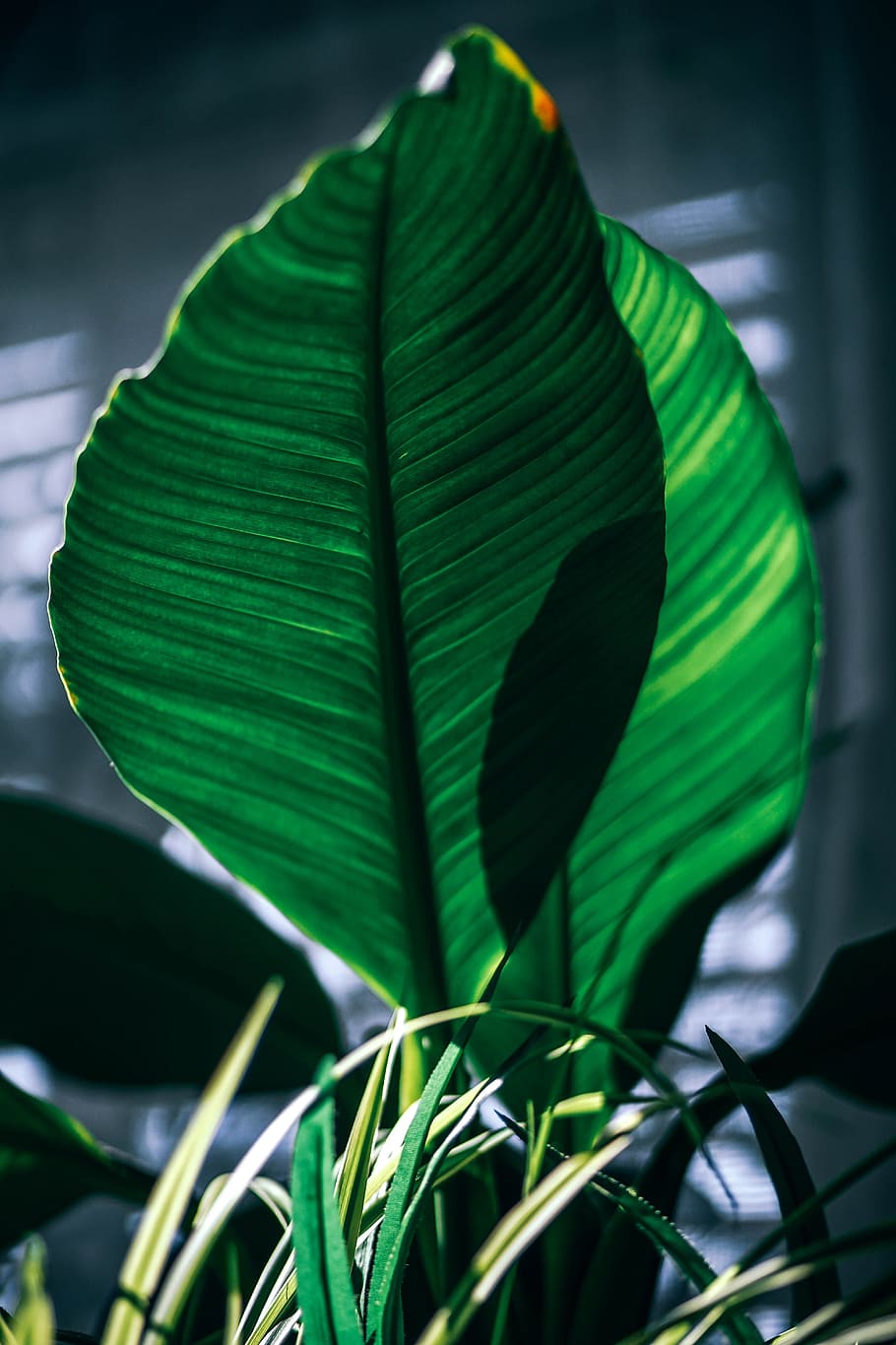 nature, garden, plant, leaves, background, botanical, close-up HD wallpaper