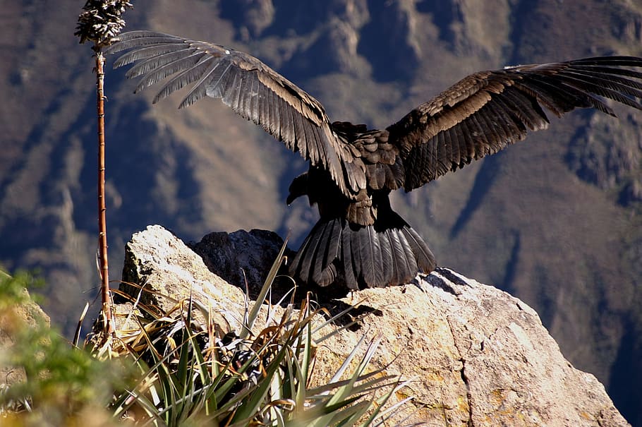 brown and black vulture perched on rock, condor, andes, colcacanon