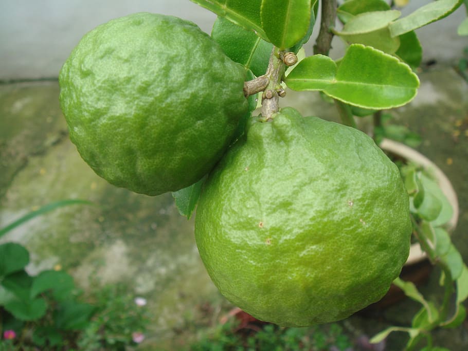 lime, citrus, fruit, green, tree, growing, natural, ripe, agriculture HD wallpaper