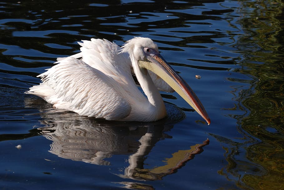 great white pelican, pelecanus onocrotalus, rosy pelican, water bird, HD wallpaper