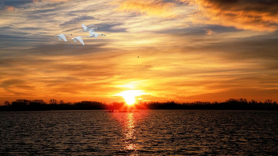sunset, lake, swans, abendstimmung, landscape, water, sky, evening sky HD wallpaper