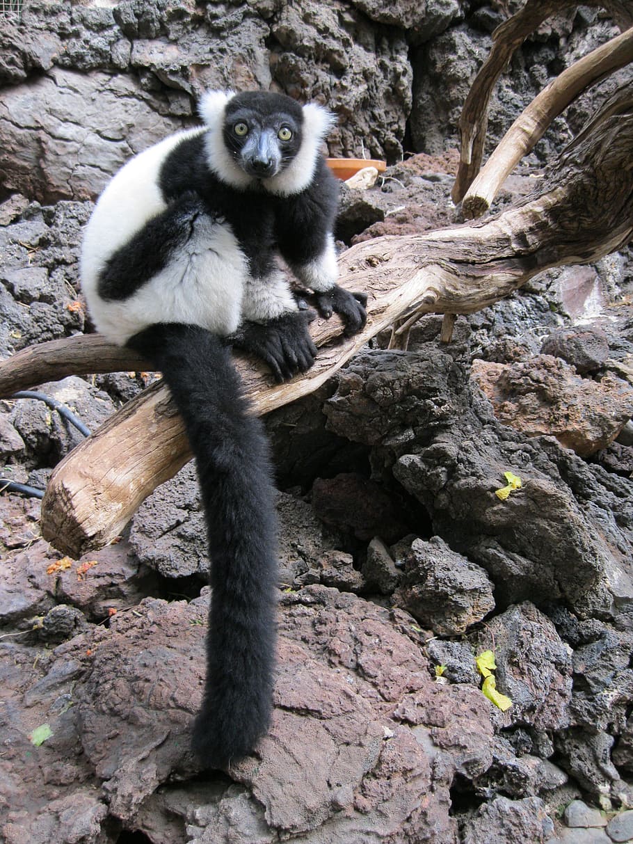 lemur, monkey, primate, wild, mammal, zoo, black and white HD wallpaper
