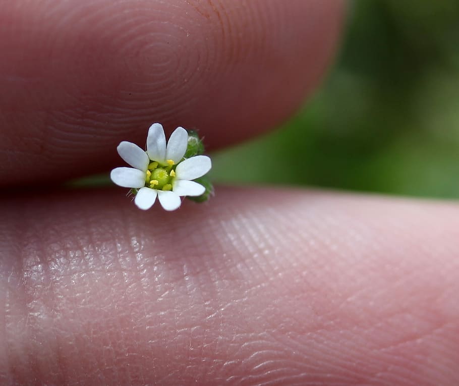 flower, white, small, wild, camp, human hand, human body part HD wallpaper