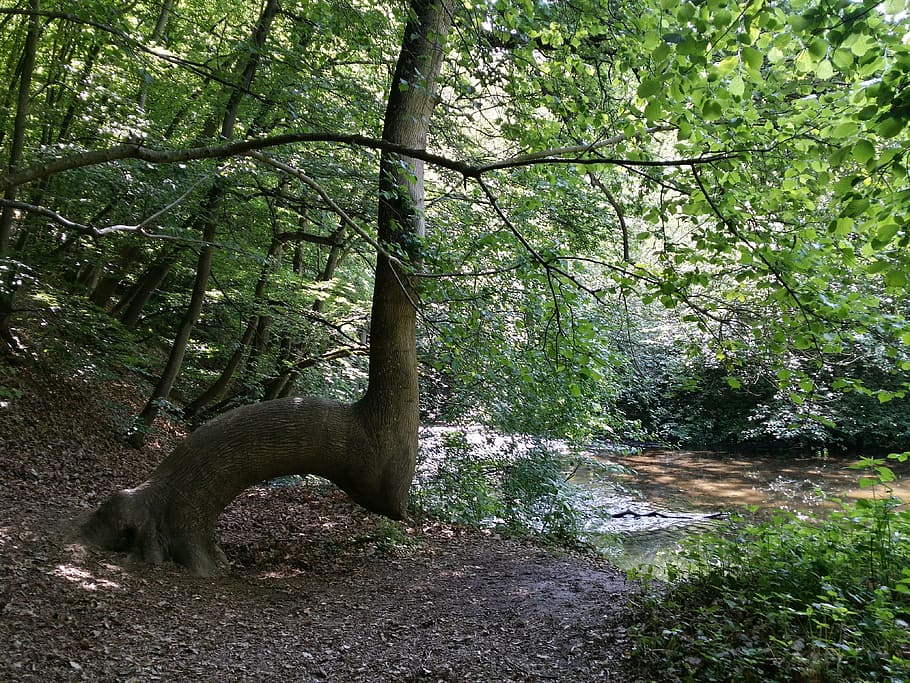 forest, river, tree, nature, hiking, dream path, eifel, plant HD wallpaper