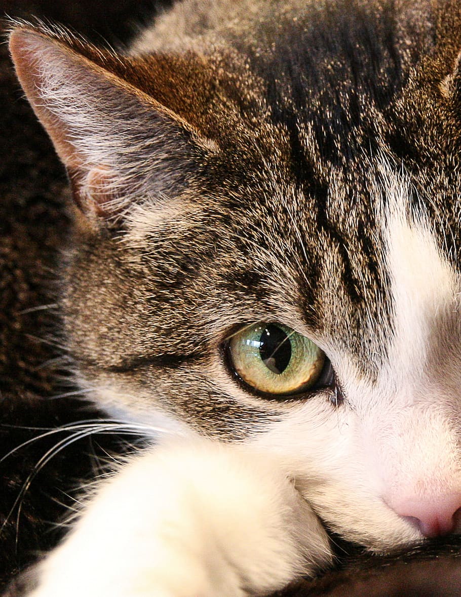 cat, pet, eye, watch, sweet, domestic, domestic cat, animal themes HD wallpaper