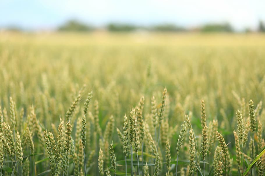 grain field, landscape, wheat, green, nature, spikes, cereal HD wallpaper