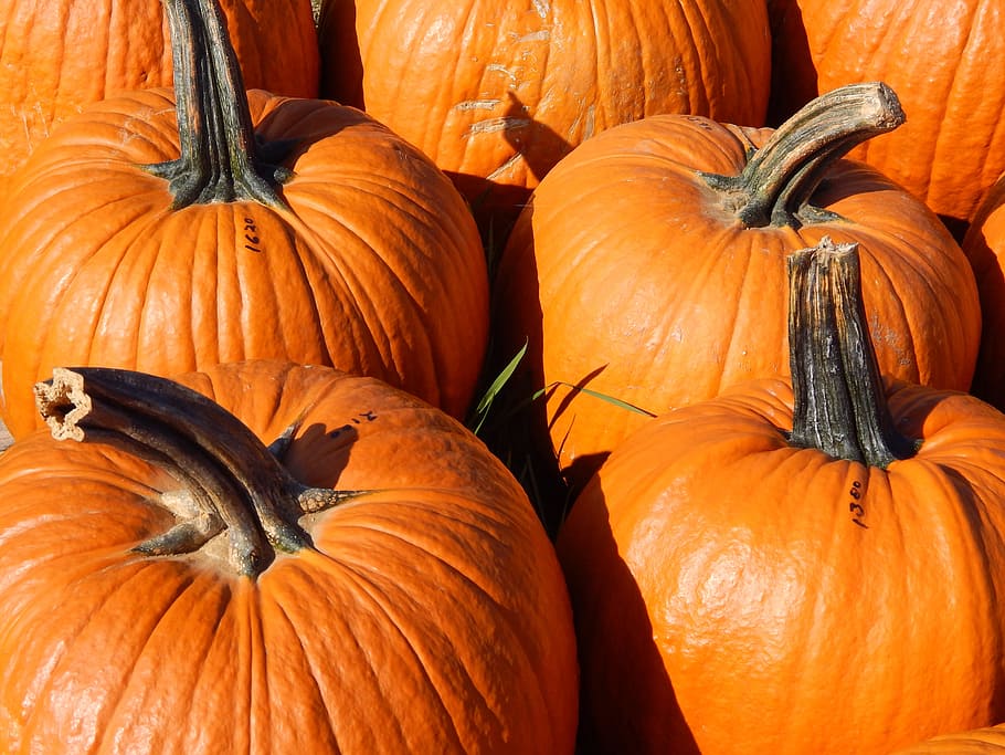 orange pumpkins, Fall, Harvest, Thanksgiving, fall harvest, autumn, HD wallpaper