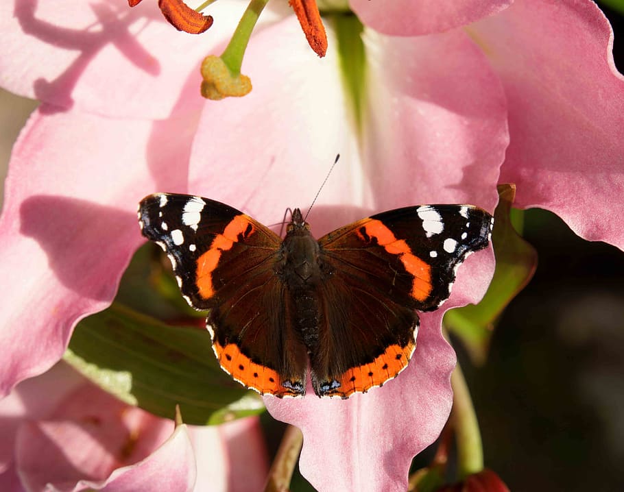 butterfly, lily, shadow, flower, summer, insect, invertebrate HD wallpaper