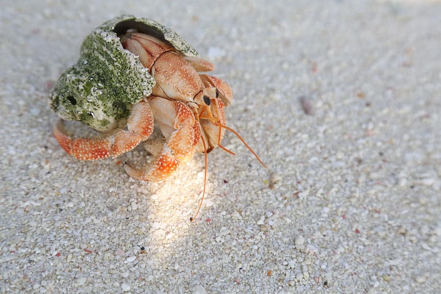 Crab, Bangaram Island, Sea Life, Shell, crustacean, animal