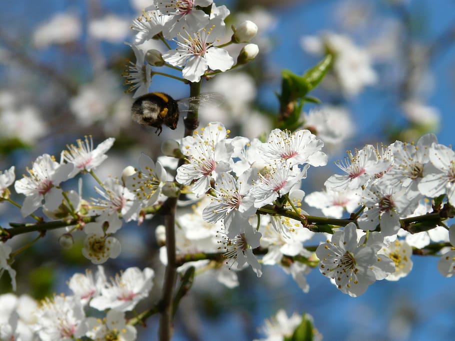 wild plum, blossom, bloom, tree, branch, american wildpflaume HD wallpaper