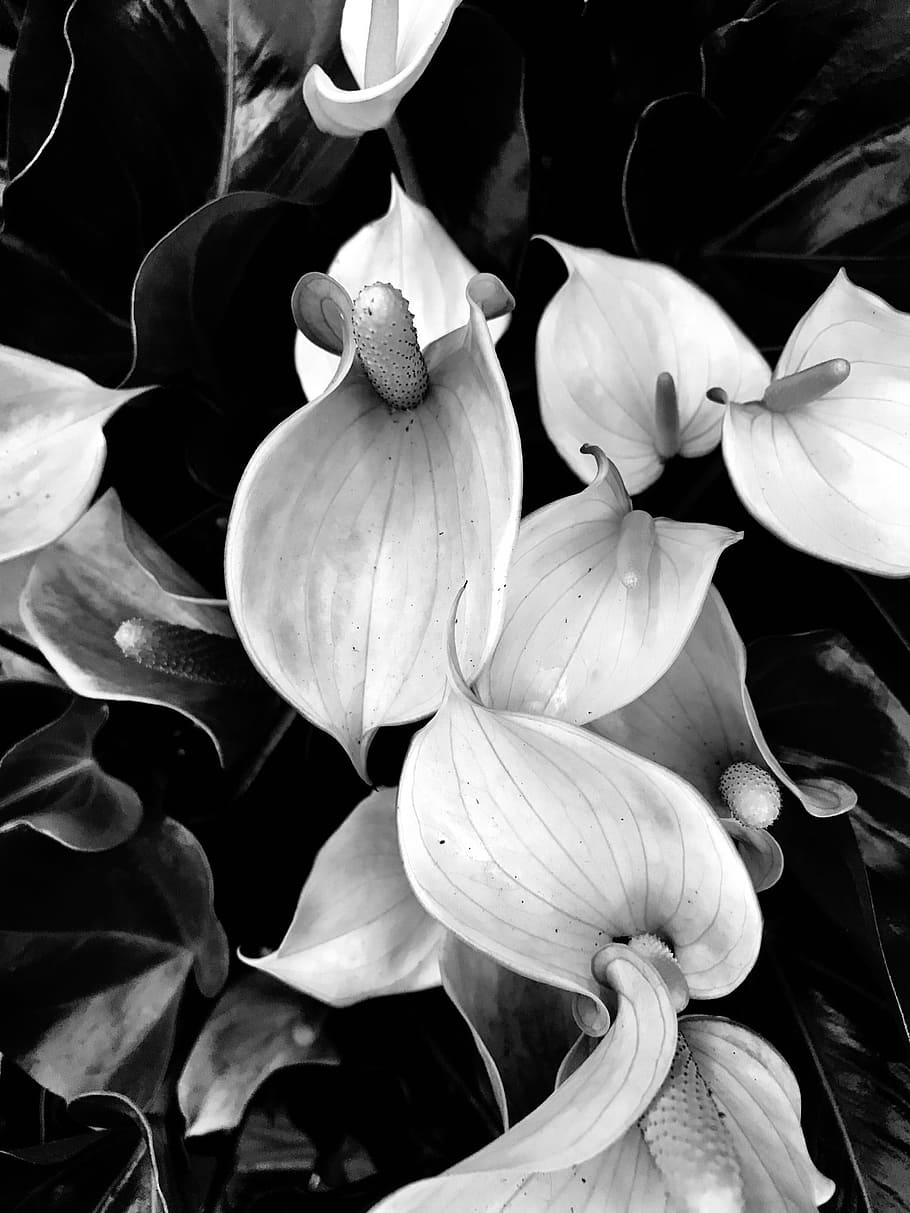 nature, flower, desktop, flora, beautiful, garden, floral, exotic HD wallpaper