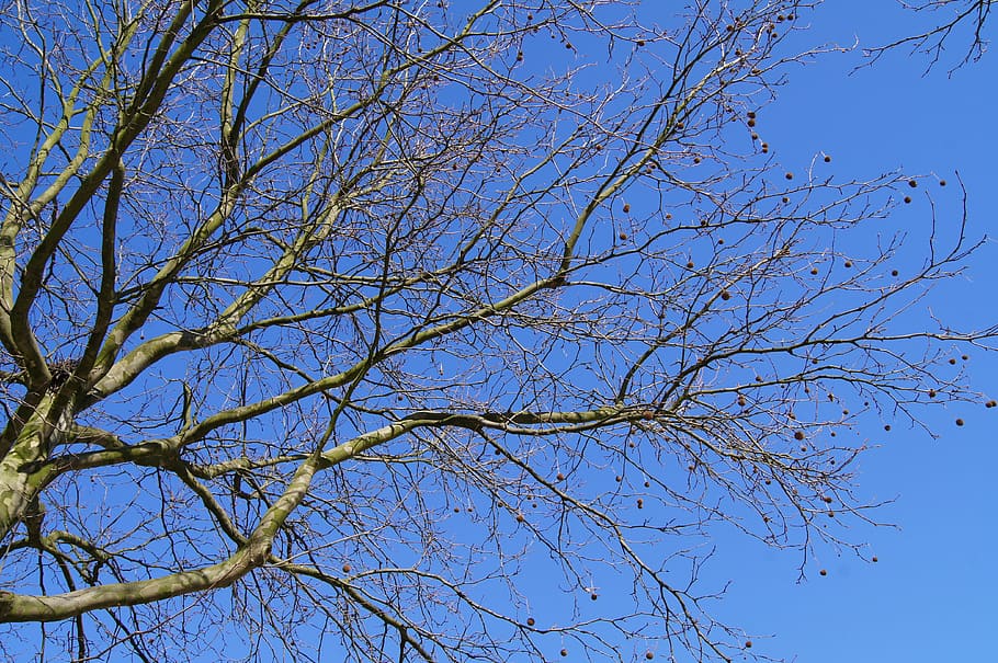 nature, plane, tree, sky, blue, branch, plant, low angle view HD wallpaper