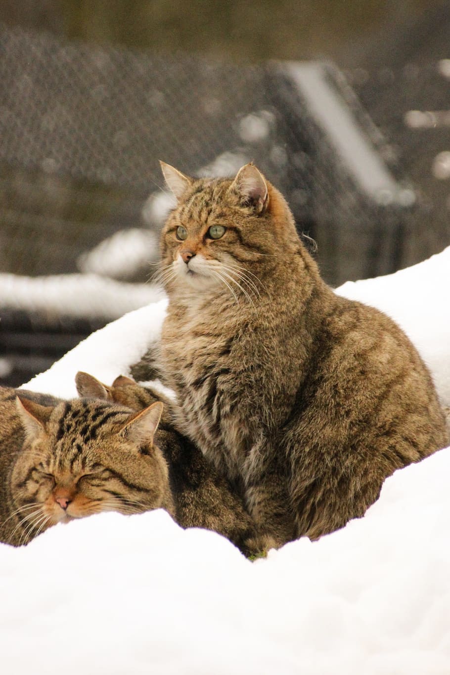 three brown cats on ice, wild cat, snow, winter, animal, fur