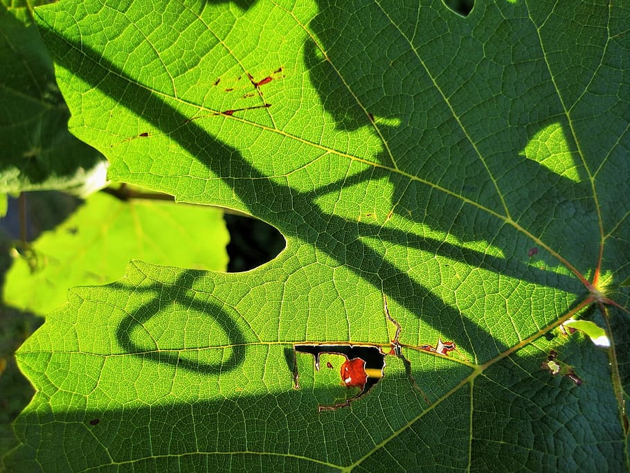 leaves, vine, grape, green, light, shadow, plant part, leaf HD wallpaper
