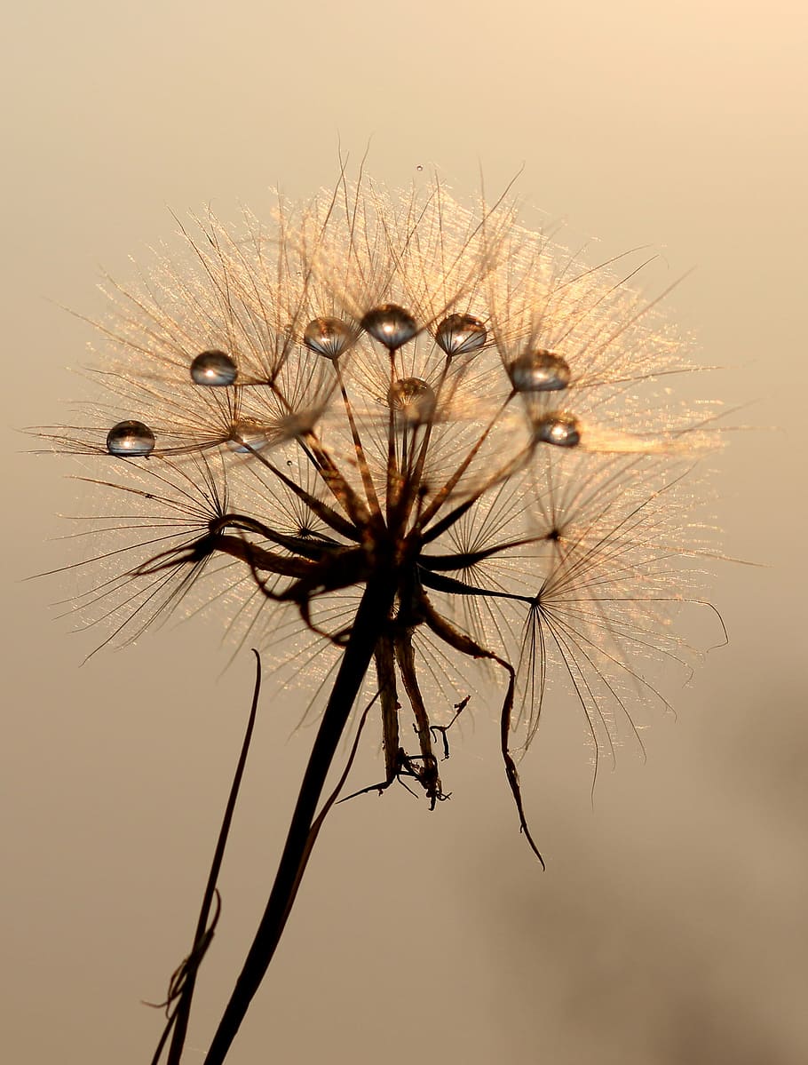dandelion, sun, dew, water, plants, nature, flower, summer HD wallpaper