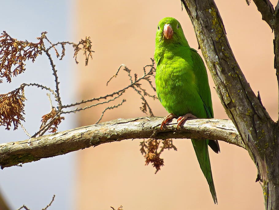 parrot, bird, tree, green feathers, outdoors, vertebrate, animal HD wallpaper