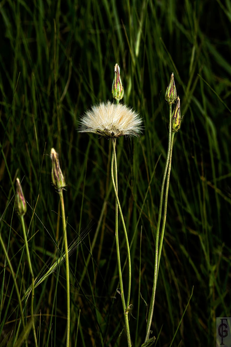 flower, spring, plant, flowering plant, fragility, vulnerability HD wallpaper