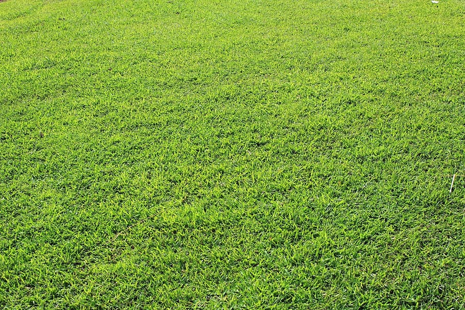 green grass field, grass background, leaves, tiny leaves, texture