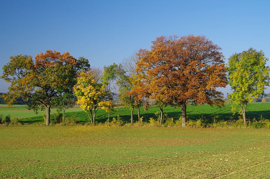 tree, landscape, nature, autumn, season, field, meadow, plant HD wallpaper