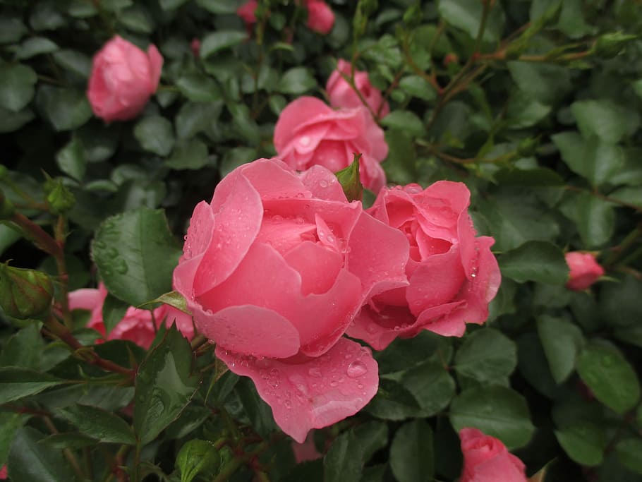 Blossom, Bloom, Raindrop, rose, garden roses, pink, rose hedge HD wallpaper