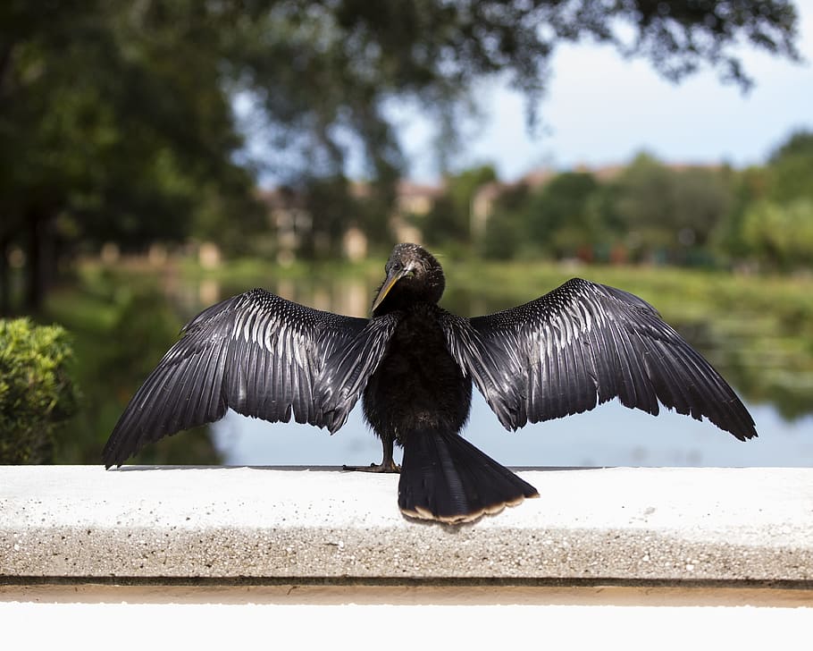 bird, florida, nature, beak, seabird, taking flight, wings HD wallpaper