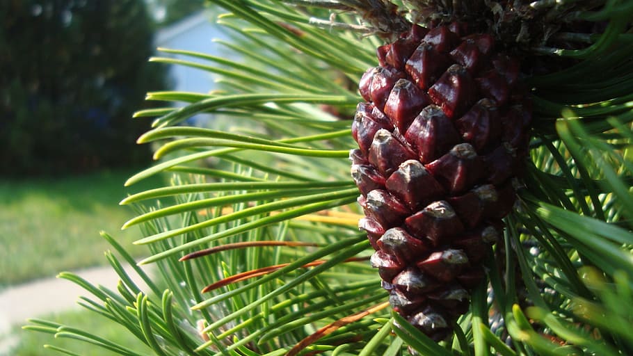 pine cone, tree, seed, scale, growth, green color, plant, food and drink HD wallpaper