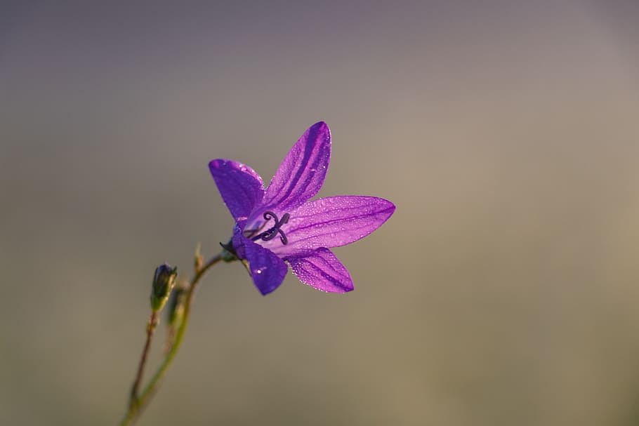 bell, flower, macro, plant, beautiful flower, bloom, nature HD wallpaper