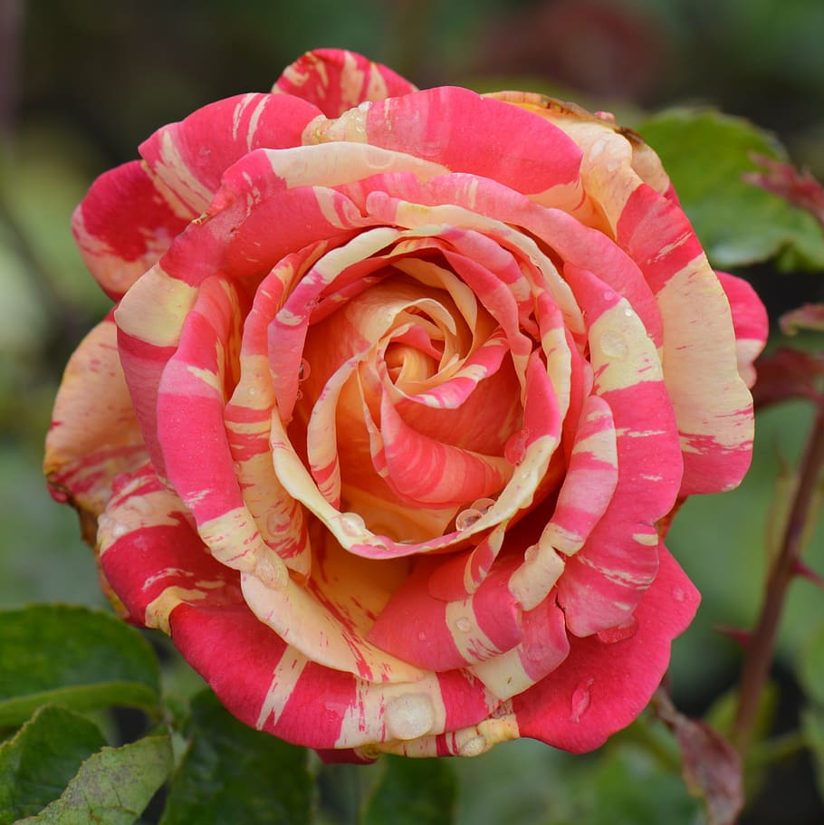 selective focus photography of pink rose, flower, nature, macro HD wallpaper