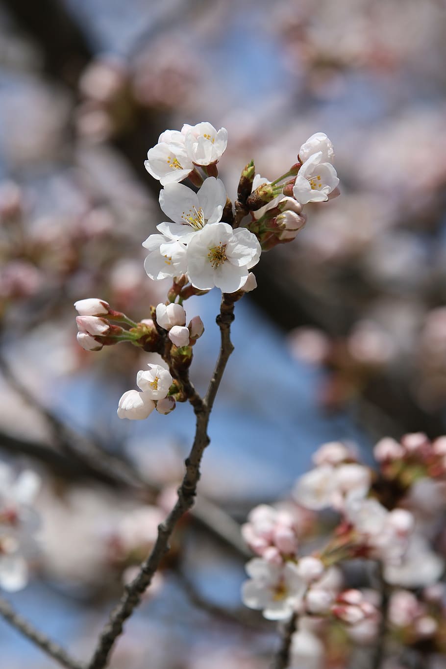 spring, nature, spring flowers, cherry blossom, petal, landscape HD wallpaper