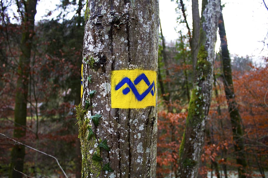 germany, bavaria, forest, tree, travel, europe, woods, trunk HD wallpaper