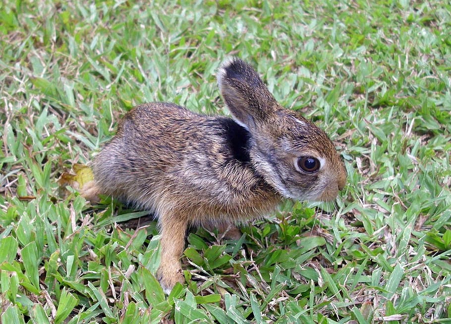 brown rabbit, bunny, easter, animal, cute, hare, pet, grass HD wallpaper