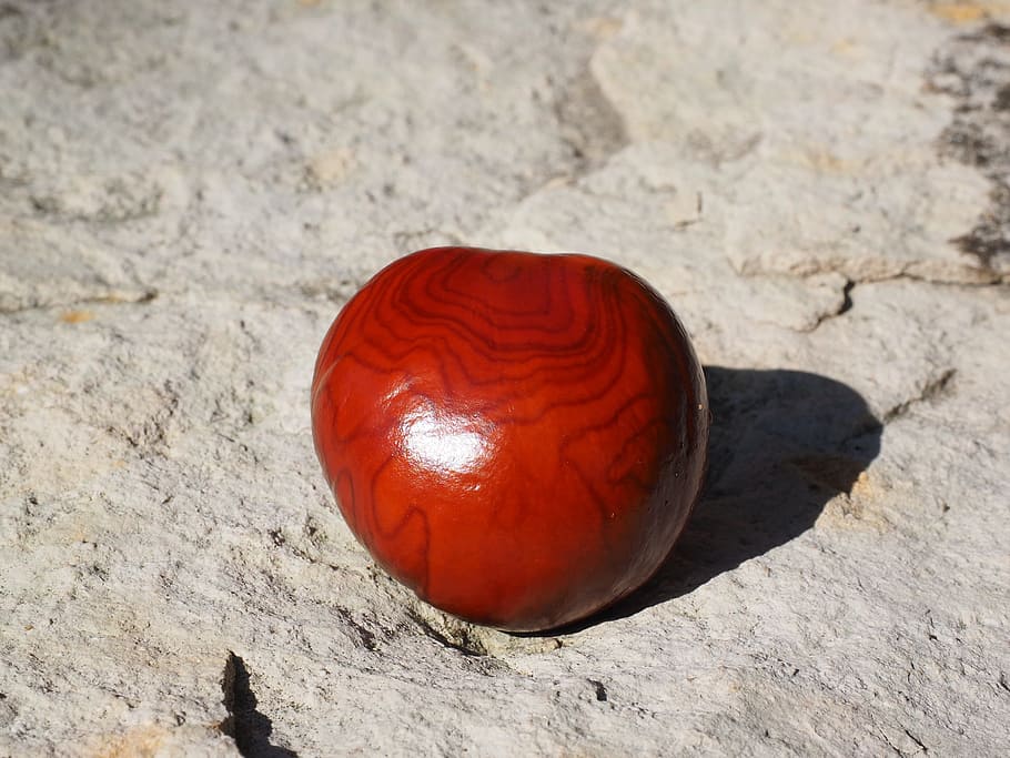 chestnut, grain, brown, fruit, shine, buckeye, autumn fruit HD wallpaper