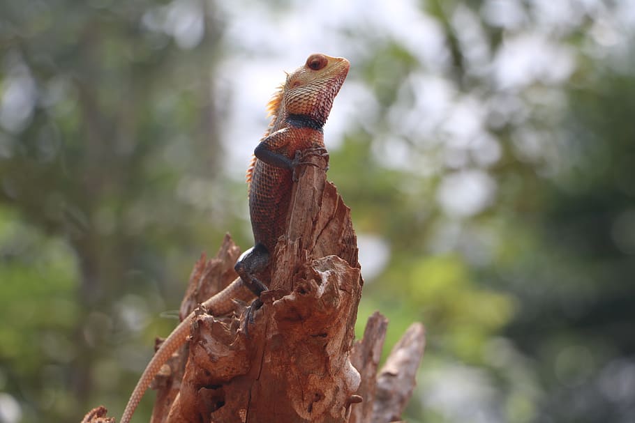 camäleon, root, sri lanka, animal themes, animal wildlife HD wallpaper