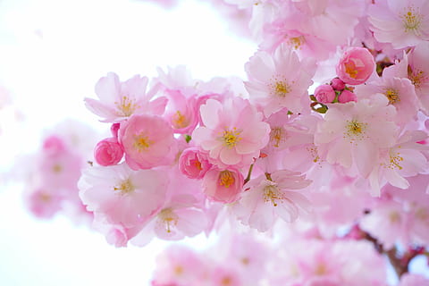 HD wallpaper: Blossoming Lupine, North Granville, Prince Edward Island ...