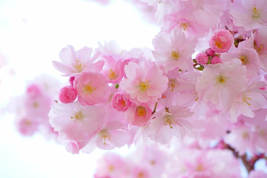 Download A beautiful flowering cherry blossom tree in Japan Wallpaper